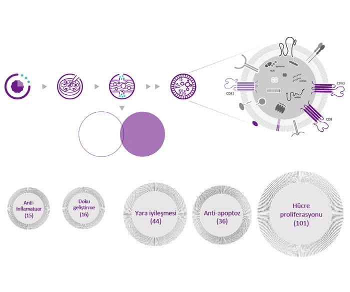 Allogeneic Exosome